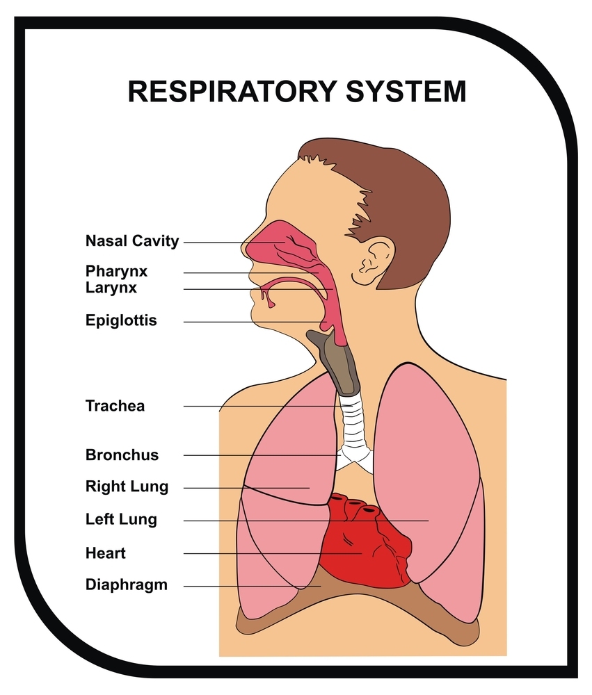 Дыхательная система человека плакат
